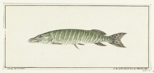 Pike by Jean Bernard