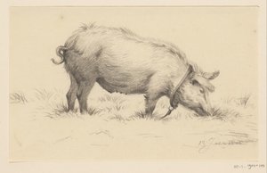 Standing Watering Pig, Facing Right, in the Grass