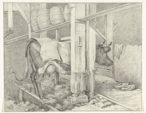 Standing Cow with a Blanket