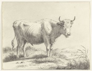 Standing Cow, Facing Right
