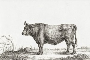 Standing Bull by Jean Bernard