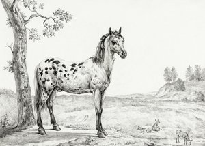 Standing Mottled Horse by Jean Bernard