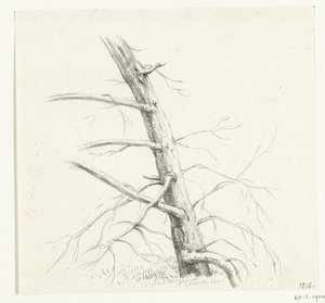 Study of a Tree