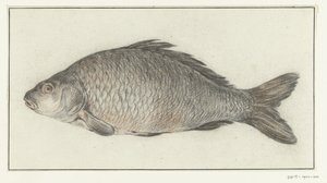 Fish by Jean Bernard