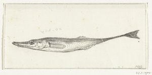 Fish by Jean Bernard