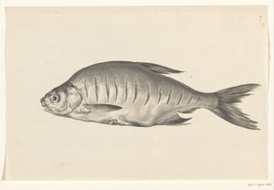 Fish, Lying to the Left, with Notches by Jean Bernard