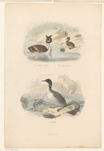 Great Crested Grebe, Little Grebe, and Loon from Le grèbe huppé, le castagneux, L