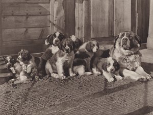 Switzerland: The Famous St Bernard Dogs by Jean Gaberell
