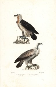 Bearded Eagle and Eurasian Griffon