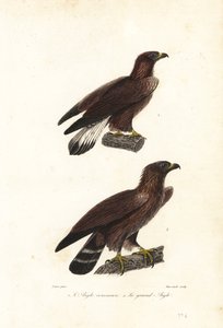 Golden eagle, Aquila chrysaetos by Jean Gabriel (after) Pretre