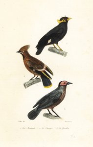 Hill myna, Bohemian waxwing and coleto