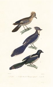 Jay, blue jay and magpie