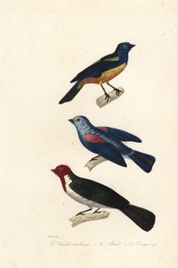 Turquoise tanager, blue-grey tanager, and red-capped cardinal