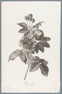 French Rose (Flowers Drawn from Nature)