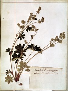 Alchemilla from a Herbarium by Jean Jacques Rousseau