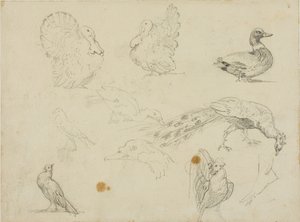 Sketches of Fowl by Jean Louis André Théodore Géricault