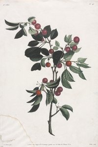 Collection of Flowers and Fruits: Branches of Early Cherries