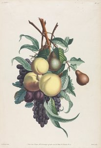 Collection of Flowers and Fruits: Branches of Rousselet, Peach, Plum, and Grape by Jean Louis Prevost