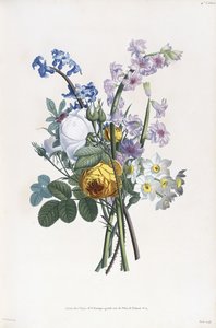 Narcissi, Rosa, Hyacinth by Jean Louis Prevost