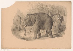 Indian Elephants by Jean Matthieu Kierdorff