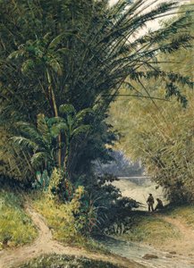 A Bamboo Grove in Trinidad