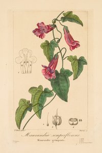 Flora of Gardeners, Amateurs and Manufacturers: Maurandia Semperflorens by Jean Pierre Frederic Barrois