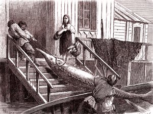 Fishing the Sturgeon on the Volga River, Russia (1867) by Jean Pierre Moynet