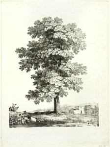Study of a Tree