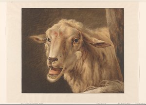 Sheep