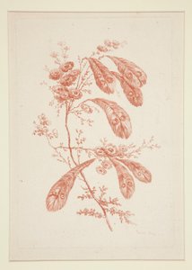 Untitled (Ideal Flowers) by Jeanne Deny