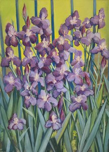 Purple Irises by Jeanne Maze