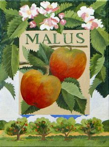 Malus (apple)