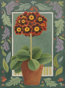 Red and black primula