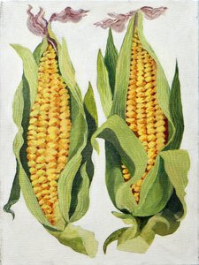 Sweetcorn, 2013 by Jennifer Abbott
