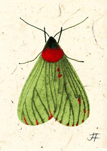 FlyMoth, 2024