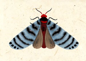 Striped Moth, 2024 by Jenny Frean