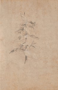 Plant Study by Jens Juel