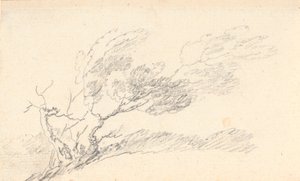 Study of Tree in Wind