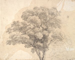 Study of Tree Crown by Jens Juel