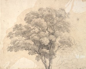 Study of Tree Crown