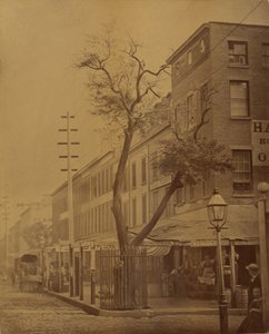 The Stuyvesant Pear Tree