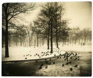 Common with pigeons, Boston, USA