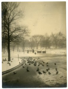 Common with pigeons, Boston, USA, c.1902-10