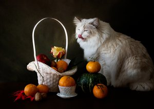 Autumn Fruit Still Life with Cat by Jie Fischer