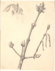 Study of Chestnut Branch and Detail Study of Its Bud by Joakim Frederik Skovgaard