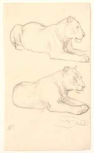 Two Studies of a Lying Lioness