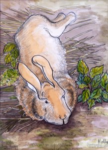 Holly, the Giant Continental Rabbit by Joan Thewsey