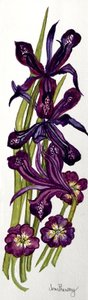 Irises and Primroses by Joan Thewsey
