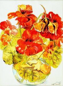 Nasturtiums, 2005