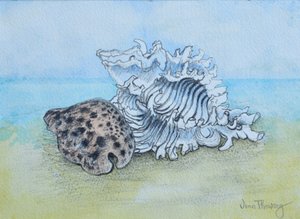 Two Seashells